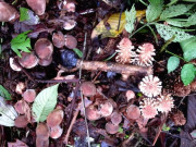 Tin tức - Cây mọc dại có tên "ngượng đỏ mặt", mỗi năm chỉ có một mùa, nay thành đặc sản nhiều người lùng mua, 400.000 đồng/kg