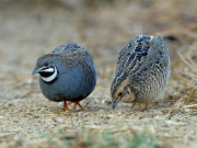 Tin tức - Loài chim bé tí, kích cỡ chỉ hơn nắm tay nhưng đẻ trứng nhiều hơn cả gà vịt, giúp nông dân vươn lên làm giàu