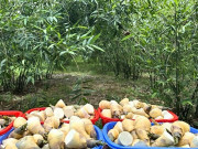 Tin tức - Loài cây “trăm đốt” sống trên đất cằn cỗi, trồng một lần thu hoạch 10 năm giúp người nông dân đổi đời