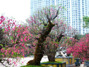 Lifestyle - Vẻ đẹp rêu phong của đào cổ thụ Tây Bắc "đốn tim" người chơi Hà Nội