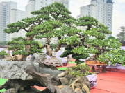 Tin tức - 4 cây dại ở bờ rào nở hoa quanh năm "lên chậu" thành bonsai, mang lại phước lành và may mắn, có cây giá 300 triệu đồng