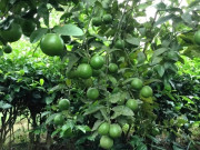 Tin tức - Nông dân đổi đời nhờ loại cây nghe tên đã "thấy giàu", ít tốn công chăm sóc, trồng một lần thu hoạch nhiều năm