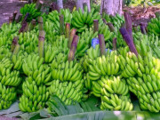 7 loại rau củ quả được ví như viagra cho cả vợ và chồng, vừa giúp “thăng hoa” vừa tốt cho sức khỏe