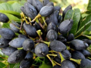 Tin tức - Loại quả mọc dại xưa không ai ngó ngàng, nay dân hái về bán 150.000 đ/kg thành đặc sản được ưa chuộng ở thành phố