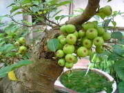 Tin tức - Loại quả tốt cho sức khỏe được trồng bạt ngàn ở Việt Nam, là đặc sản lạ được dân thành phố tìm mua, 250.000đ/kg