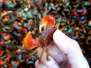 Lifestyle - 12 đặc sản đến Thanh Hóa nhất định phải thử, có món nghe tên "lạ hoắc" nhưng thơm ngon, dễ mua về làm quà