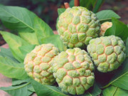 Sức khỏe - 12 loại quả đặc sản dịp Tết Bính Ngọ 2026, nhà nào cũng có nhưng không nên ăn nhiều, cẩn thận hại đường tiêu hóa