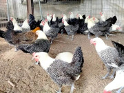 Tin tức - Nuôi con “1 vốn 4 lời”, cho ăn nhân sâm, thảo dược, cứ tới mùa “đẻ sòn sòn” bán chẳng kịp, nông dân thu lãi đậm