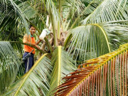 Tin tức - Nghề lạ ở Việt Nam: Mỗi ngày dùng tay vuốt ve một thứ tạo ra mật ngọt, trở thành đặc sản vạn người mê