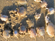 Lifestyle - Đặc sản chỉ có ở Quảng Ngãi, xưa không ai ăn nay nổi tiếng khắp nơi, có tiền cũng khó mua được, giá 250.000 đồng/kg