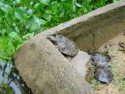 Nuôi loài đặc sản to bự, nhẹ vốn lớn nhanh, suốt ngày chỉ ăn rồi "đẻ sòn sòn", giúp nông dân vươn lên làm giàu