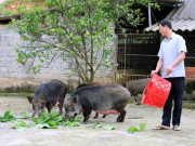 Tin tức - Nông dân nuôi con hiền lành, tối ngày cho ăn hoa quả trồng sau nhà, nhàn tênh "đút túi" trăm triệu đồng