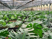 Tin tức - Trồng cây có dáng lá “chẳng giống ai” nhưng lên phố lại “cháy hàng”, giúp nông dân đổi đời vươn lên làm giàu