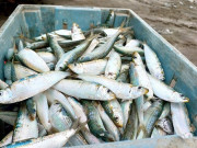 Sức khỏe - Ít ai biết đây là 2 loại cá quen mặt, bán đầy ở chợ Việt, giá vài chục nghìn/kg, được đánh giá "tốt nhất thế giới"