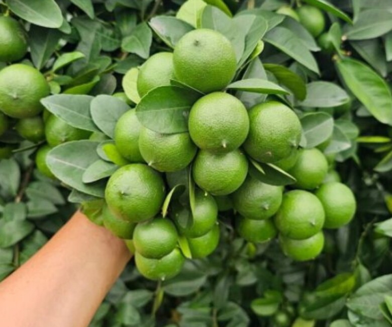 Khi chanh ra hoa, người nông dân che chắn kỹ, giữ ẩm thường xuyên trong mùa khô để chanh tứ quý đạt sản lượng cao nhất.