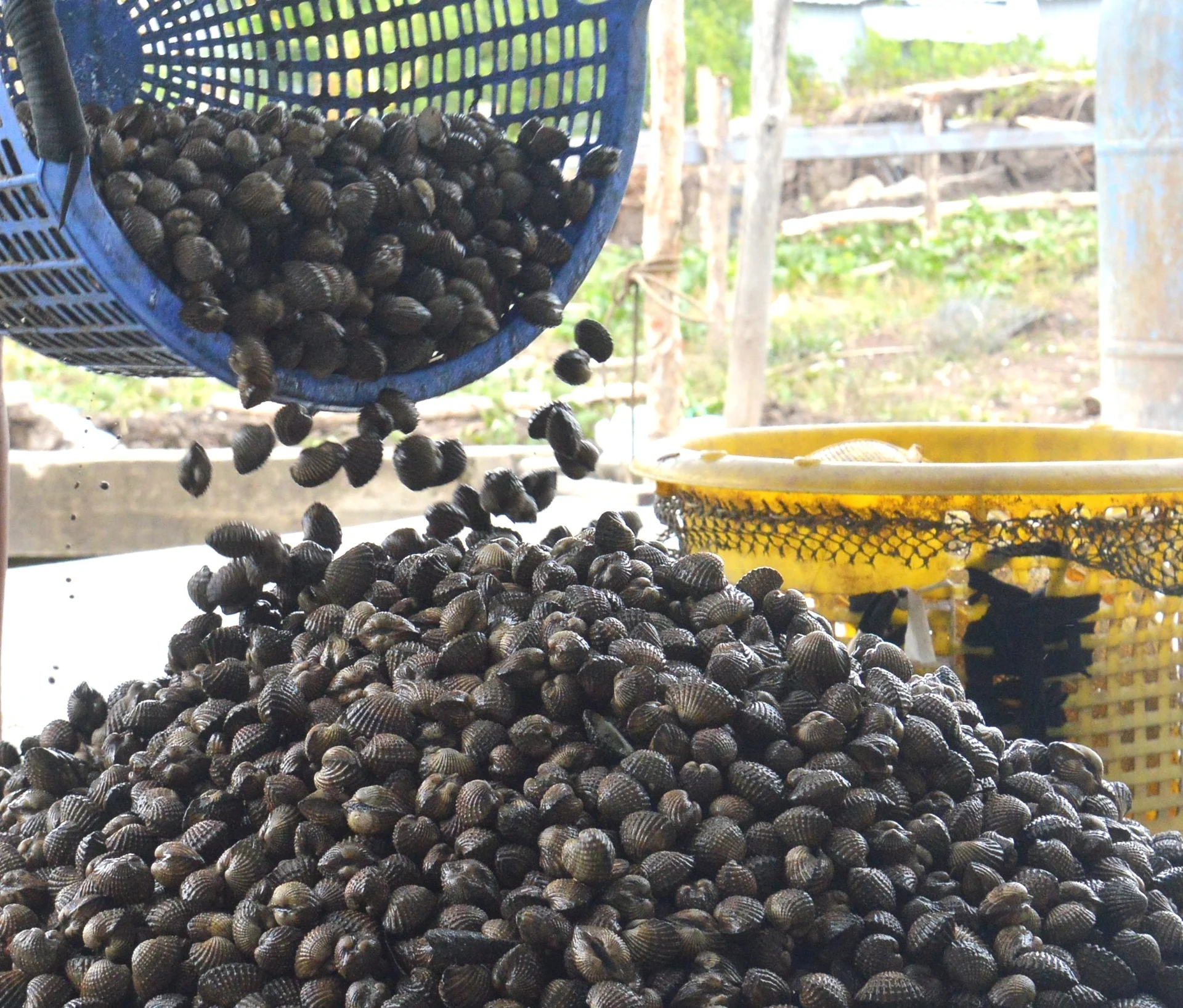 Tới mùa thu hoạch, các hộ nuôi lại mò mẫm dưới bùn để bắt sò huyết.