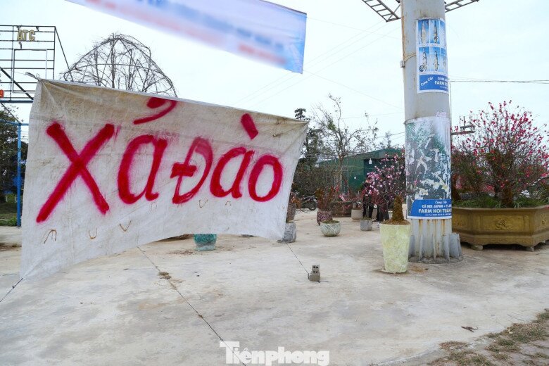 Quất sale đồng giá, đào xả kịch sàn vẫn vắng khách ngày 27 Tết - 2