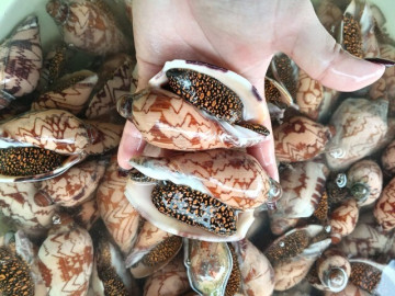 Tin tức - “Lộc trời” ở vùng biển Việt Nam, lâu lâu mới có, sở hữu kích thước khổng lồ, giá gần 1 triệu đồng/con vẫn được săn lùng