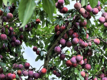 Sức khỏe - Loại quả "tốt nhất thế giới" được trồng bạt ngàn ở Việt Nam, thành đặc sản chỉ từ 15.000 đồng/kg, tốt cho sức khỏe