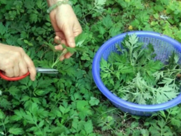 Sức khỏe - 3 loại rau ít ngậm thuốc trừ sâu, mọc dại ở bờ rào nhưng là “tiên dược” cho sức khỏe, tiếc là người Việt chê nên ít dùng