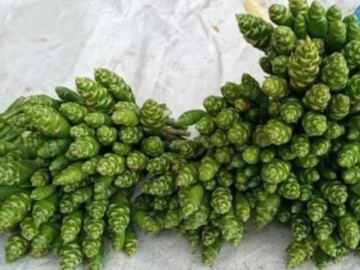 Sức khỏe - Thứ tưởng bỏ đi xưa không ai ngó ngàng nay lên đời thành đặc sản lạ, làm nhiều món ăn ngon, tốt cho sức khỏe