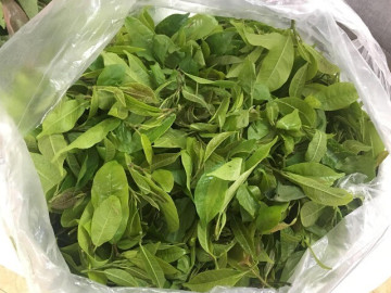 Tin tức - Loại rau đặc sản trước đây chỉ cho trâu ăn, nay lên phố lại cháy hàng với hương vị lạ, gần 100.000 đồng/kg