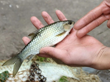 Loài cá đặc sản từng được mệnh danh “ngũ quái hà thủy”, thuộc loại hiếm có khó tìm, giá hơn 500.000 đồng/kg