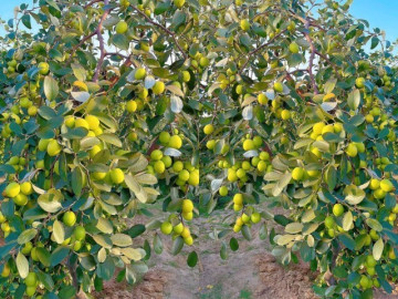 Loại quả “tốt nhất thế giới” chỉ có ở Hải Phòng, trồng trên đất “lạ” thành đặc sản vạn người mê, hút khách dịp Tết