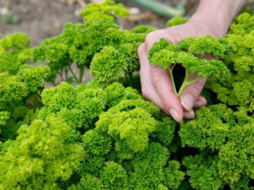 Sức khỏe - Đứng thứ 8 trong 10 thực phẩm “tốt nhất thế giới”, loại rau này trồng bạt ngàn ở Việt Nam, giá 120.000 đồng/kg