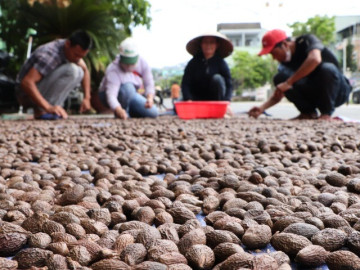Nghề lạ ở Việt Nam: Rủ nhau vào rừng nhặt "lộc trời" là đặc sản được dân thành phố săn lùng, người dân thu tiền rủng rỉnh