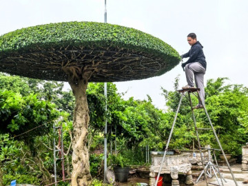 Nghề lạ ở Việt Nam: Người dân vui mừng khi chẳng cần vốn đầu tư, đi cắt lá là kiếm tiền triệu mỗi ngày dịp trước Tết