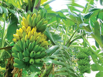 Sức khỏe - 4 loại quả được Đại học Harvard xếp hạng “tốt nhất thế giới”, là bí quyết trường thọ, ở chợ Việt bán rất nhiều