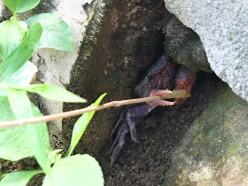 Nghề lạ ở Việt Nam: Lên núi câu con đặc sản được ví là “lộc trời” tại An Giang, người dân kiếm tiền triệu/ngày