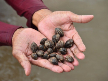 Nông dân đổi đời nhờ nuôi con tối ngày ngụp lặn dưới bùn, không phải cho ăn, tới mùa thu hoạch là "hốt bạc"