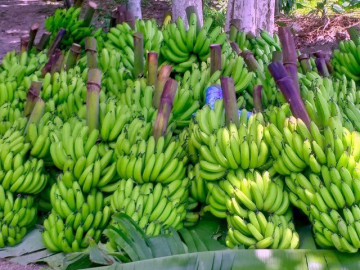 7 loại rau củ quả được ví như viagra cho cả vợ và chồng, vừa giúp “thăng hoa” vừa tốt cho sức khỏe