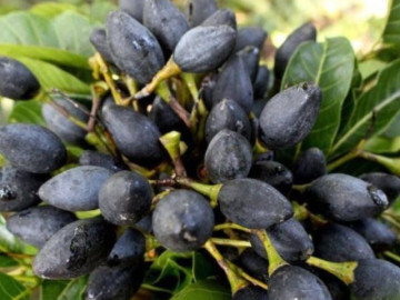 Loại quả mọc dại xưa không ai ngó ngàng, nay dân hái về bán 150.000 đ/kg thành đặc sản được ưa chuộng ở thành phố