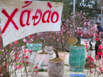 Tin tức - Quất sale đồng giá, đào xả kịch sàn vẫn vắng khách ngày 27 Tết