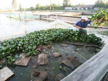 Nuôi con vật có vẻ ngoài xấu xí nhưng là đặc sản “vạn người mê”, nhiều nông dân đổi đời làm giàu