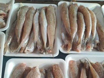 Loại cá có tên độc lạ, giờ trở thành đặc sản nổi tiếng được ưa chuộng vì ngon và bổ dưỡng, 70.000 đ/kg