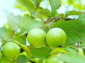 Sức khỏe - 11 loại quả được trồng bạt ngàn ở Việt Nam, giàu chất xơ, giảm mỡ máu tự nhiên và tốt cho tim mạch