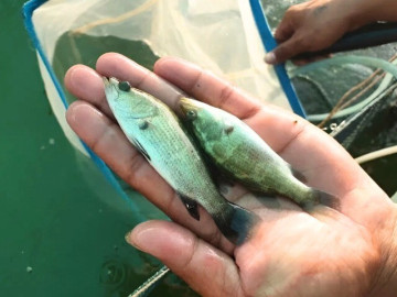 Tin tức - Nuôi loài cá nhỏ bằng ngón tay nhưng sinh trưởng nhanh, 8 tháng sau cho thu hoạch giúp nông dân đổi đời