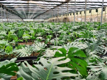 Tin tức - Trồng cây có dáng lá “chẳng giống ai” nhưng lên phố lại “cháy hàng”, giúp nông dân đổi đời vươn lên làm giàu