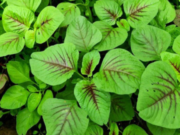 Sức khỏe - 12 loại rau củ ít "ngậm" hoá chất, giàu vitamin, bảo vệ sức khỏe toàn diện, cầm 5.000 đồng có thể mua được