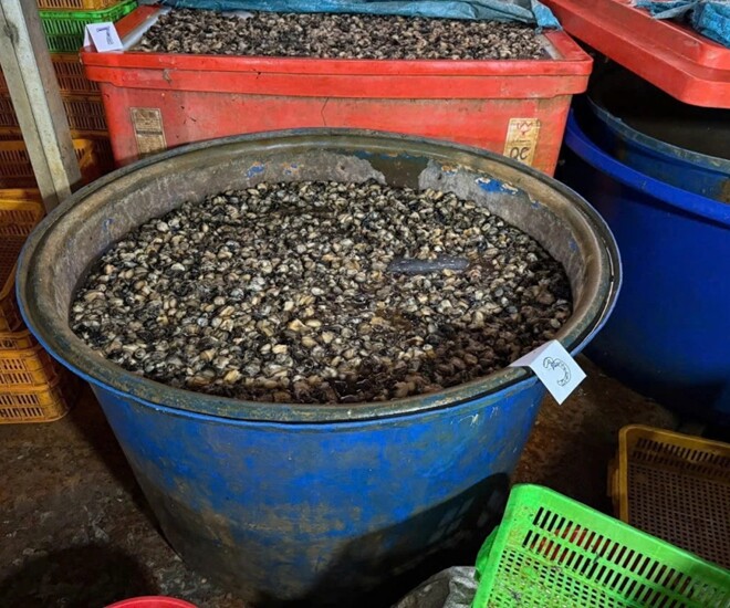 Việc tiêu thụ thực phẩm bẩn có thể gây ngộ độc cấp tính hoặc sẽ tàn phá cơ thể dần dần. Trong ảnh là cơ sở ốc ngâm thủy tinh lỏng vừa được cơ quan chức năng phát hiện tại TP.HCM
