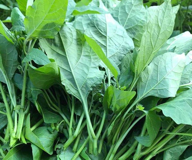 Trước ᵭȃy rau tầm bóp chỉ mọc dại, nhưng nay trở thành rau ᵭặc sản, có giá khá cao. Ảnh minh họa. 