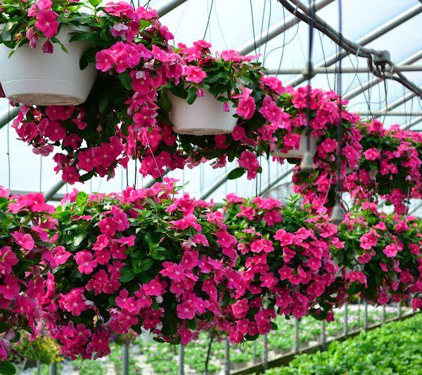 Hoa dừa cạn có màu sặc sỡ, giúp đem lại may mắn khi trang trí trong nhà dịp Tết. Ảnh minh họa.