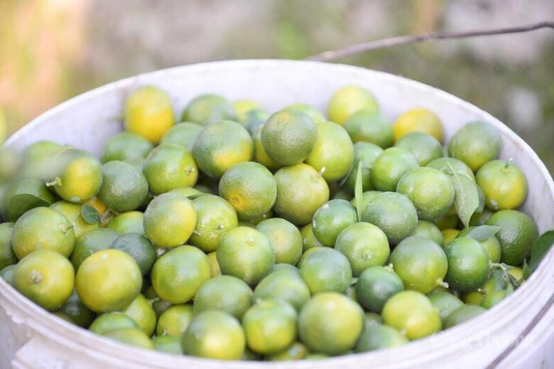 Việc dùng quất làm gia vị, làm thuốc cần phải đảm bảo an toàn tuyệt đối về nguồn trồng và cách bảo quản. Ảnh minh họa. 