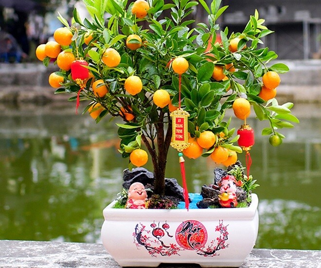 Các loại quất trưng Tết dù quả căng mọng, mẫu mã đẹp nhưng tuyệt đối không sử dụng. Ảnh minh họa. 