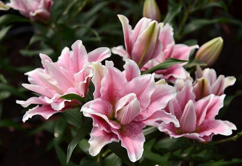 1. Hoa lily nổi tiếng với hương thơm nồng nàn, quyến rũ, nhưng chính mùi hương mạnh mẽ này lại có thể gây kích thích hệ thần kinh quá mức. Khi hít phải mùi của hoa lily, bạn có thể cảm thấy khó chịu, khó ngủ hoặc mất ngủ nếu để trong phòng ngủ. 