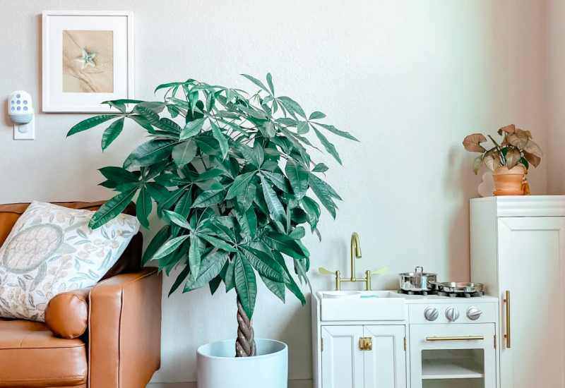 1. Cây kim ngân tượng trưng cho tiền tài và sự ổn định lâu dài, với thân thẳng khỏe, tán lá xanh đậm, thể hiện nguồn sinh khí dồi dào. Theo ngũ hành, năm 2026 thuộc mệnh Thủy, mà Thủy sinh Mộc, rất có lợi cho các loại cây xanh phát triển mạnh. 